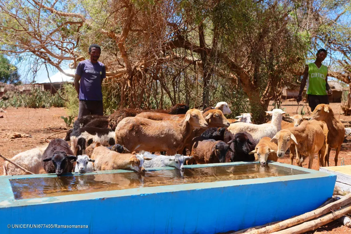 October 17, 2024 - Koronga Centre, Commune of Ambatotsivala, Beloha District, Androy Region, Madagascar : residents taking their sheep to drink water from the water trough funded by the project. 