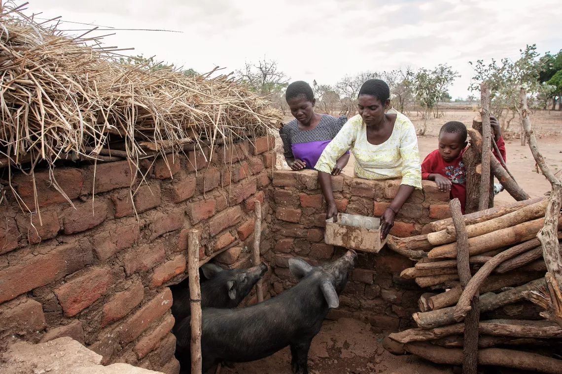 Eliza giving water to her pigs that she bought through VSL