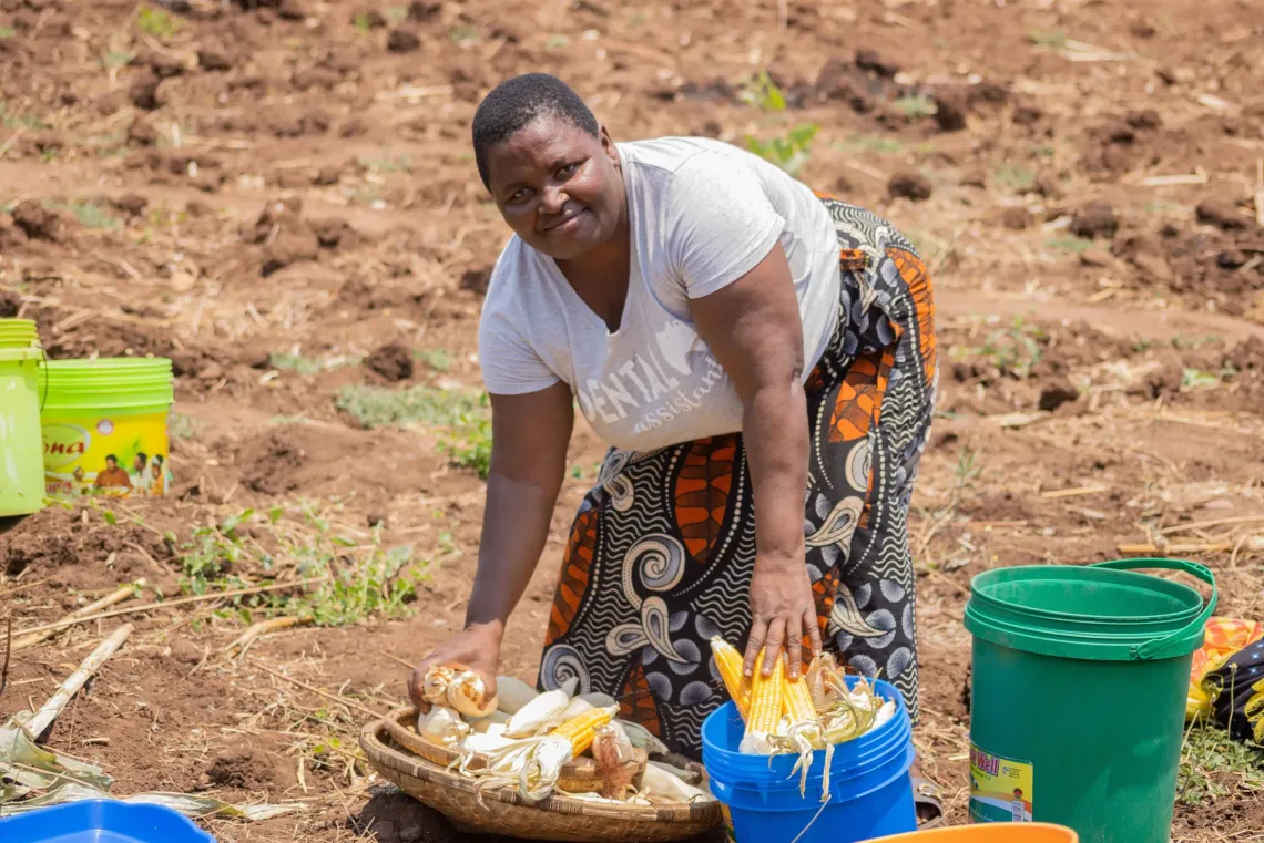 Lucy Esau holds freshly harvested orange maize produced through the EU-funded UCHI Programme in Salima.