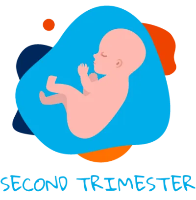 Second trimester