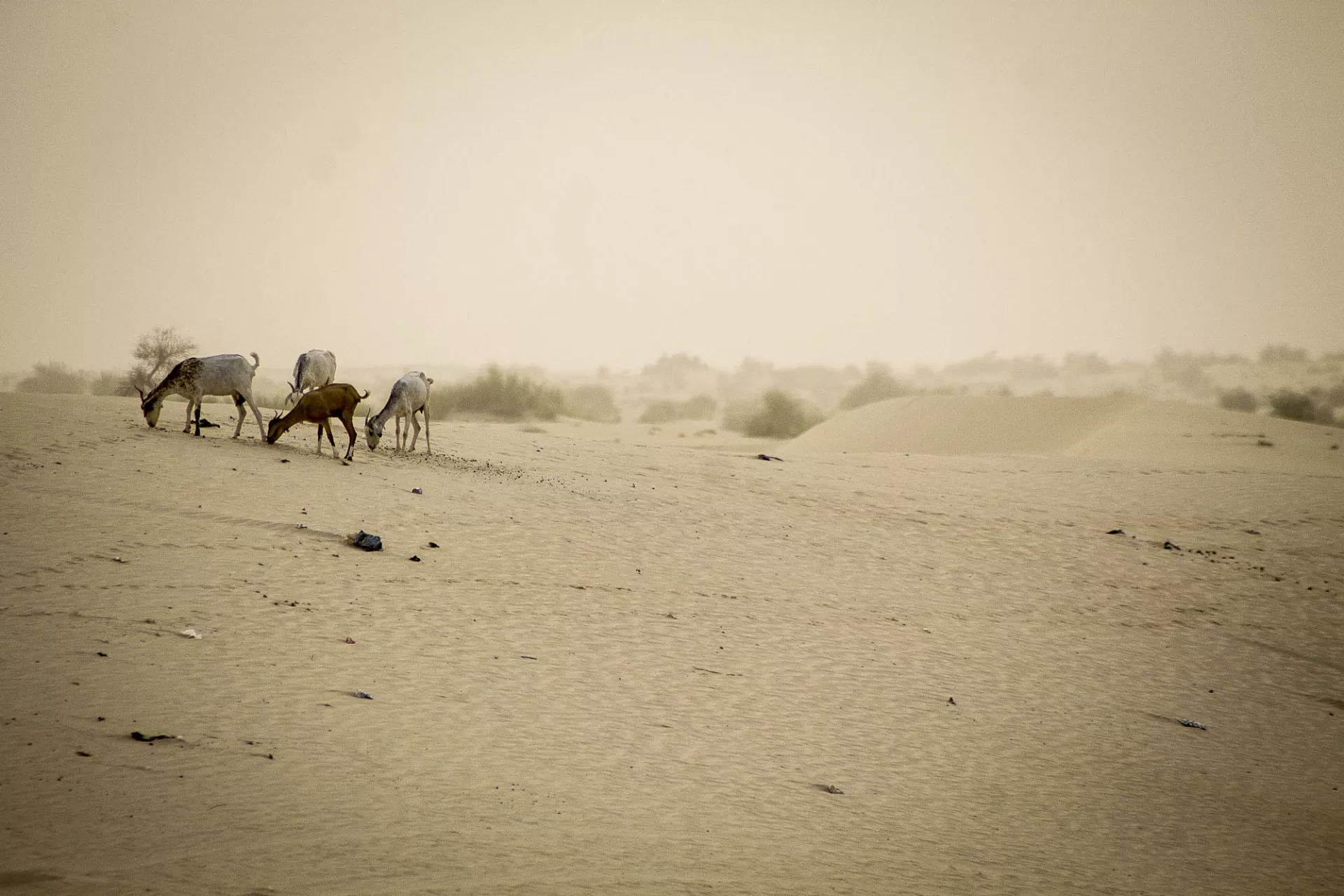 Un oc&eacute;an de sable avec quelques caprins en qu&ecirc;te de rares herbes dess&eacute;ch&eacute;es.
