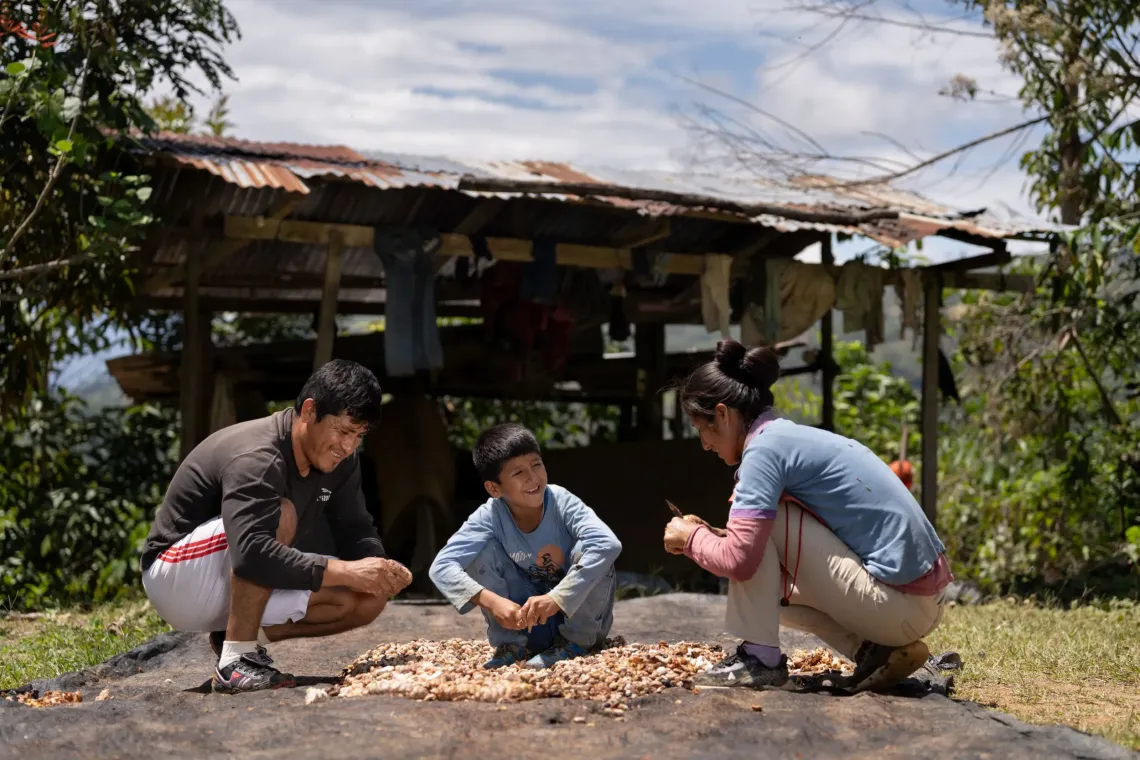 Hansel squats down with his parents over their cacao crop on a sunny afternoon.