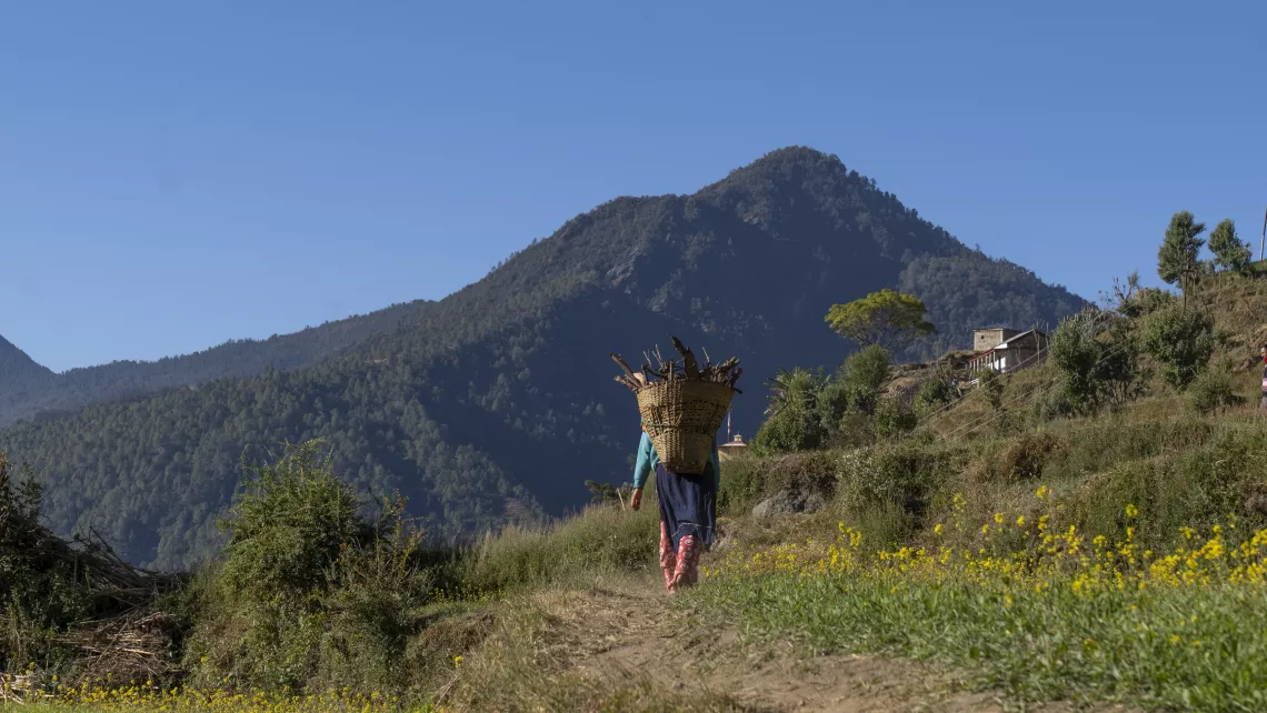 A young girl carries a small basket of firewood home in Kalikot District in western Nepal. 