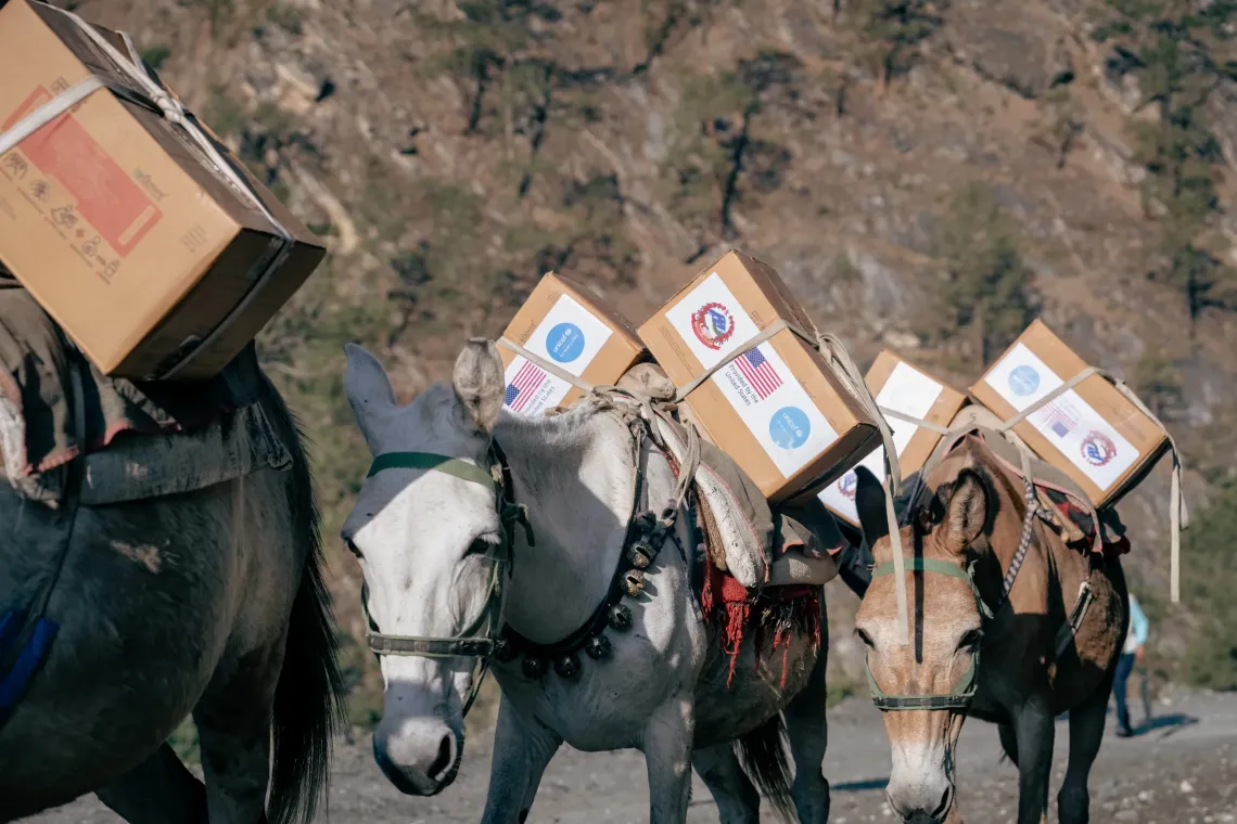 A caravan of mules navigates narrow, difficult paths through the rugged mountains of Dolpa District, transporting various supplies, including life-saving Ready-to-Use Therapeutic Food (RUTF) - provided by the US Government to Nepal through UNICEF - to the remote Kaike Municipality. 
