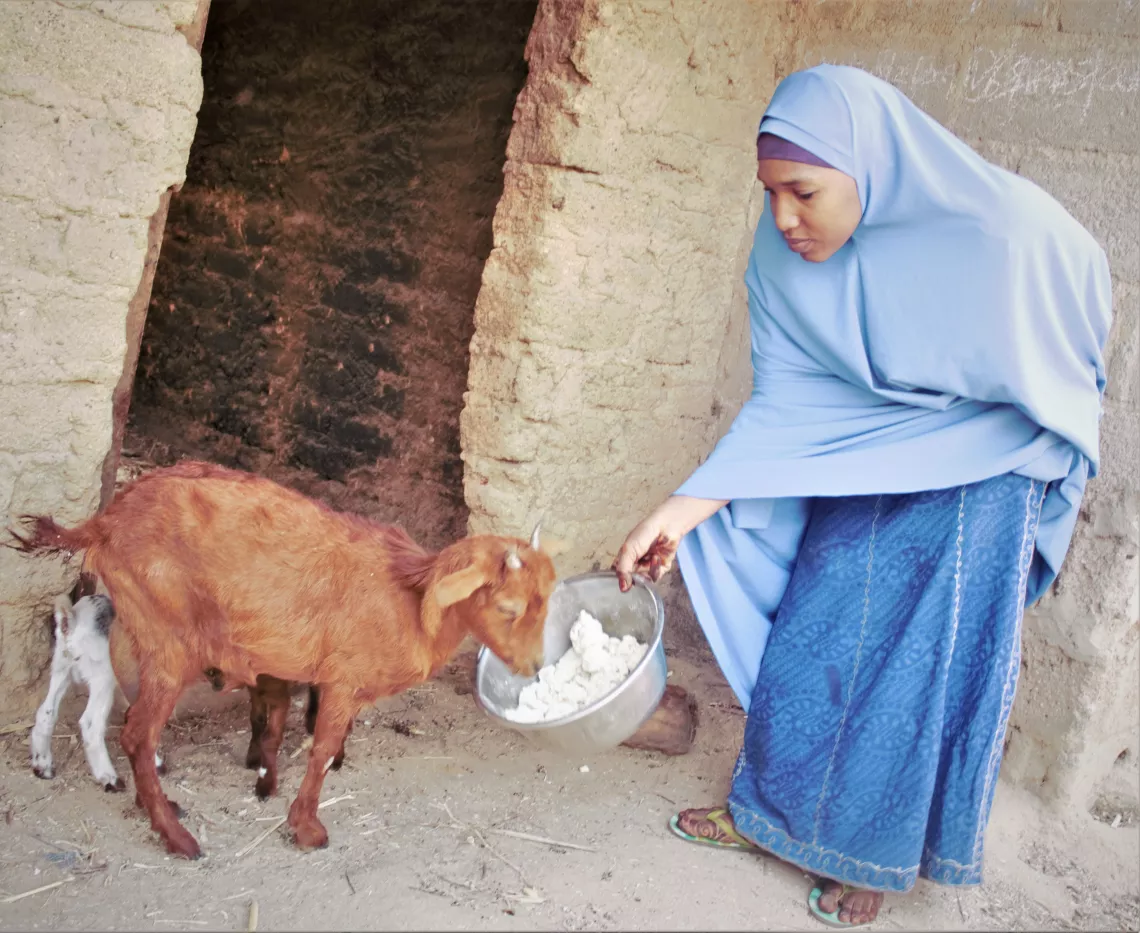 A woman feeding her livestock