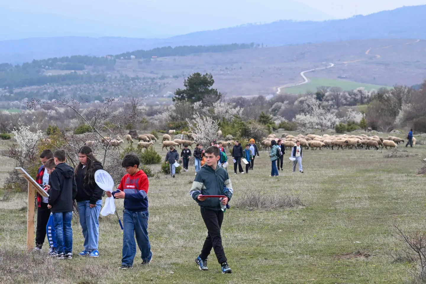 Group of children on field-based experiential learning activity, crossing paths with a local sheep herder and flock.  