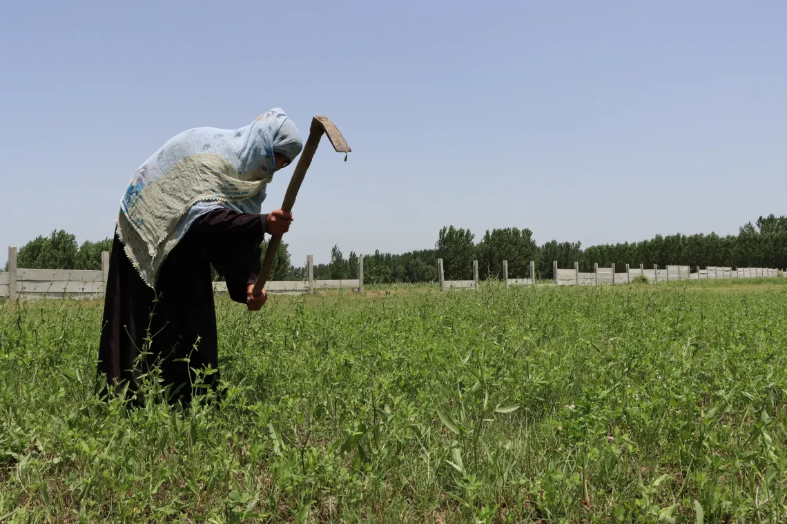 Shaheen Begum, trained by her father in farming practices, continues to care for crops while also supporting her husband in fieldwork and managing other daily responsibilities.