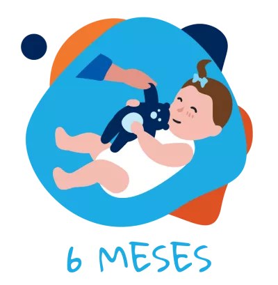 6 meses