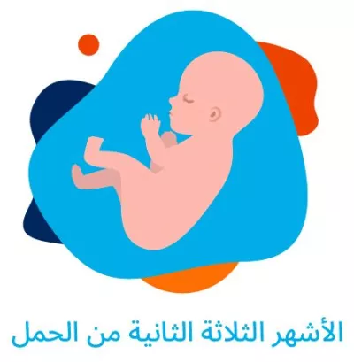 Second-trimester-Arabic
