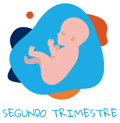 Segundo trimestre
