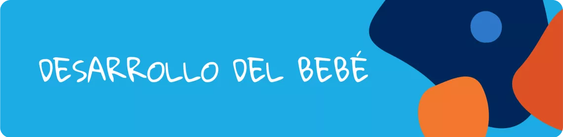Desarrollo del beb&eacute; - etapas del embarazo 