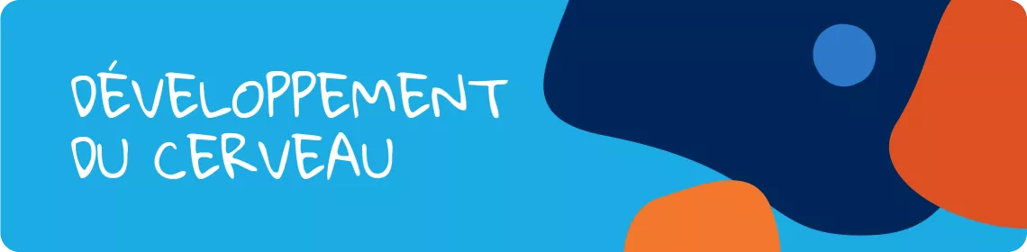D&eacute;veloppement du cerveau
