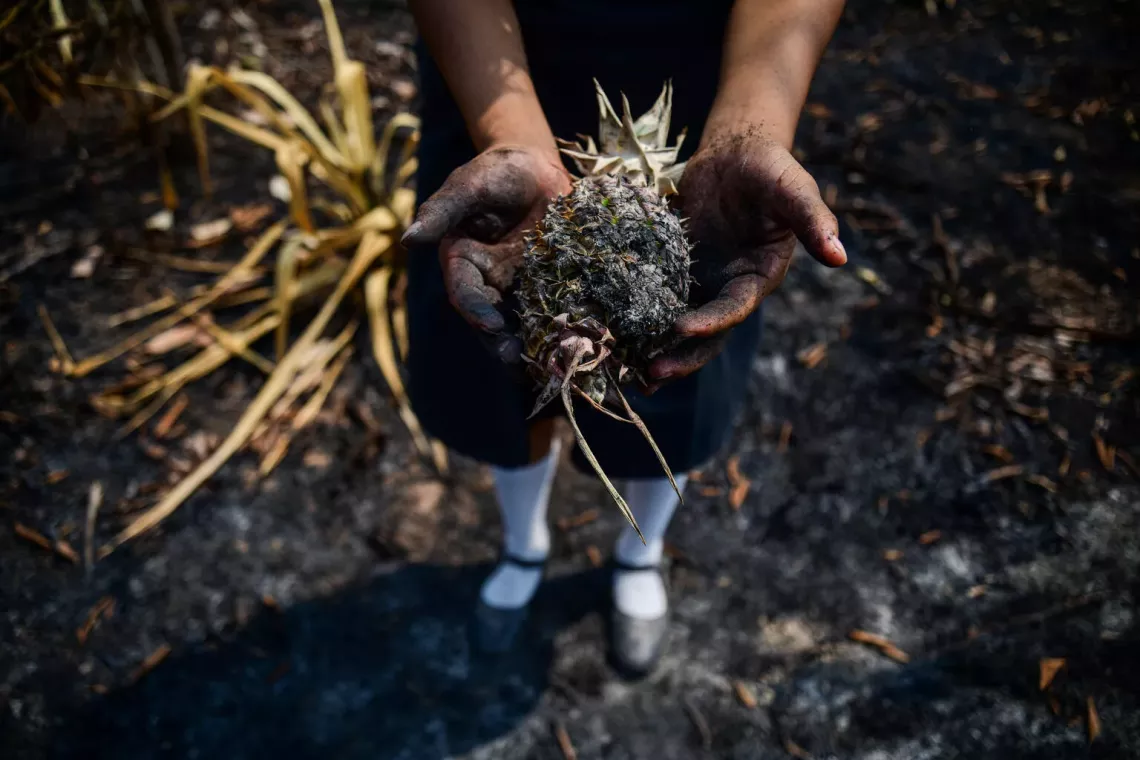 Cenizas de incendio forestal registrado en Ucayali