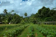 Field in Surigao del Sur