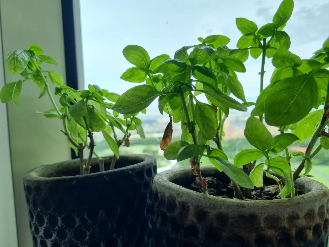 Basil plants at home