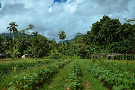 Field in Surigao del Sur