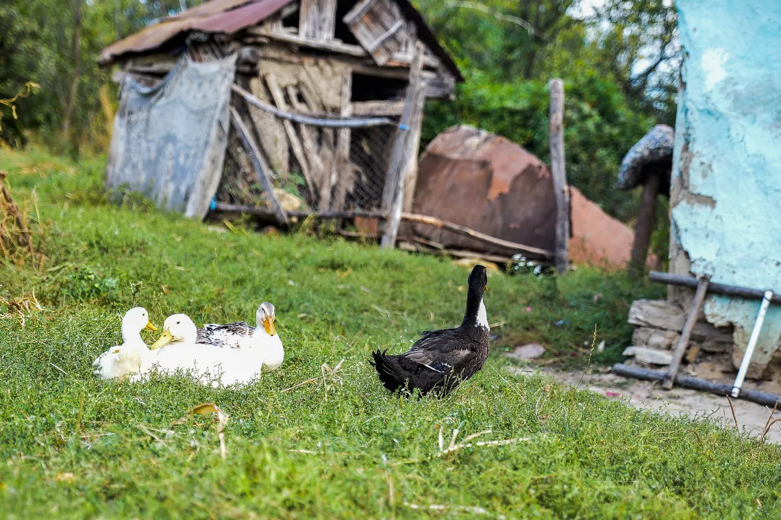 Some ducks in Florinel's court