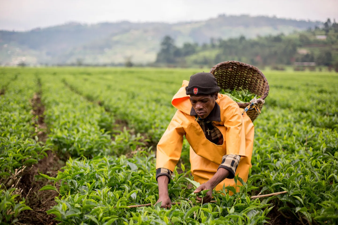 A woman plucks tea in Rwanda on the SORWATHE tea plantation, where UNICEF has established mobile day care centres for children.