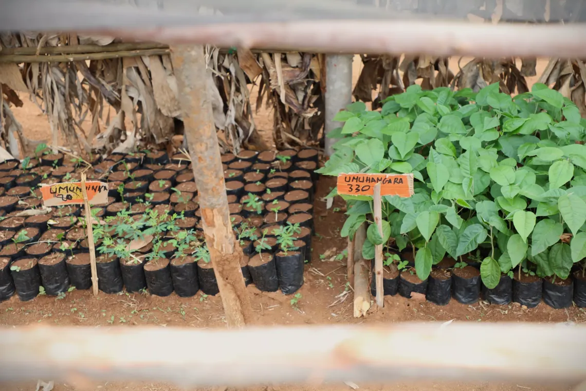 Seedlings arranged in rows, half of them growing large leaves, and the other half still sprouting from the soil in the nursery bags.