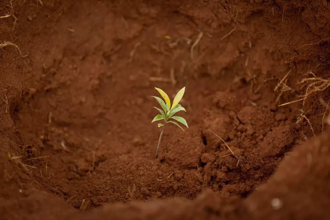 A seedling planted in brown soil