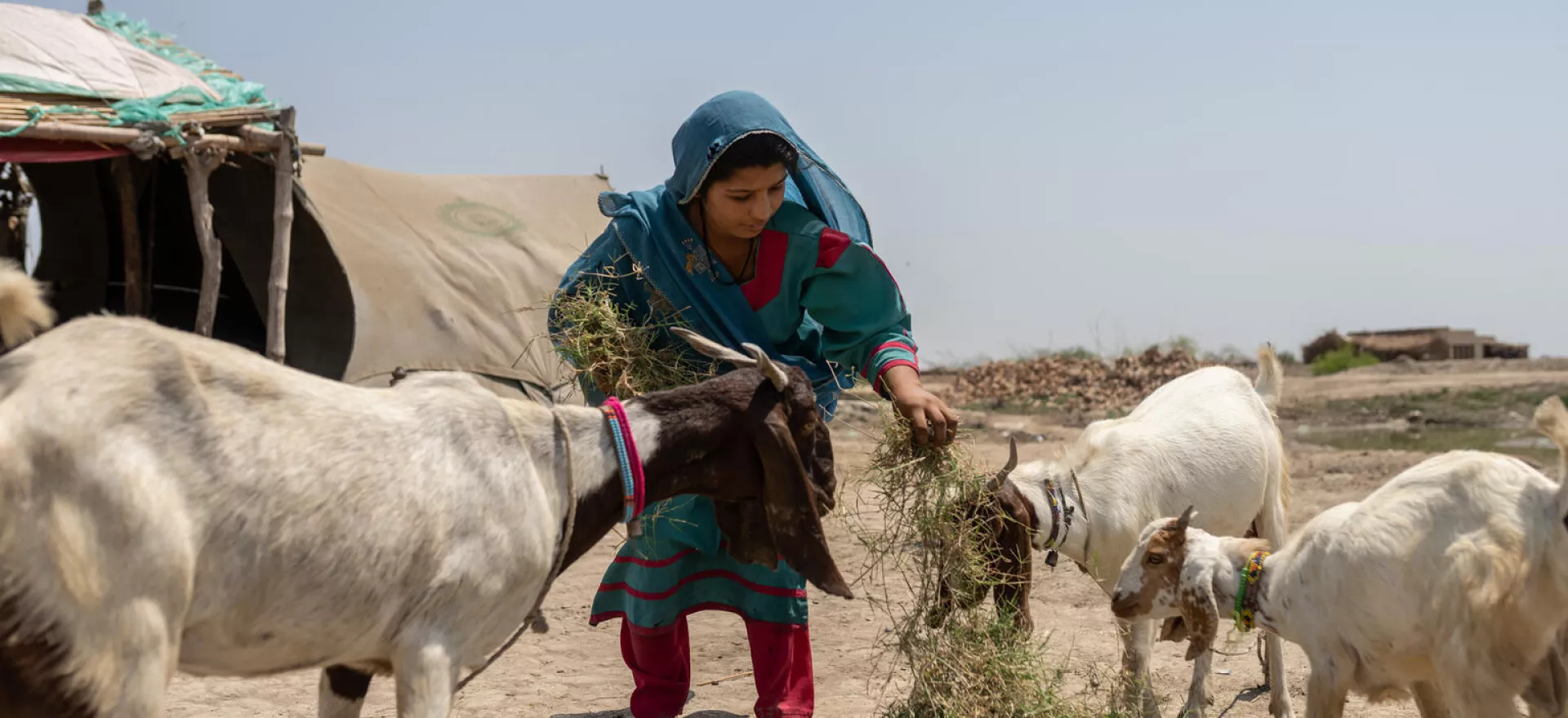 Pakistan. Noor feeds her goats outside her home.