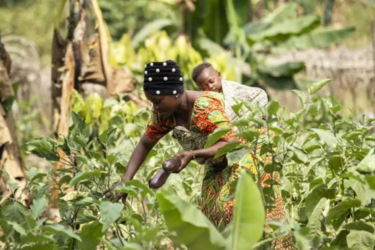 A 38-year-old woman harvest eggplant from her field