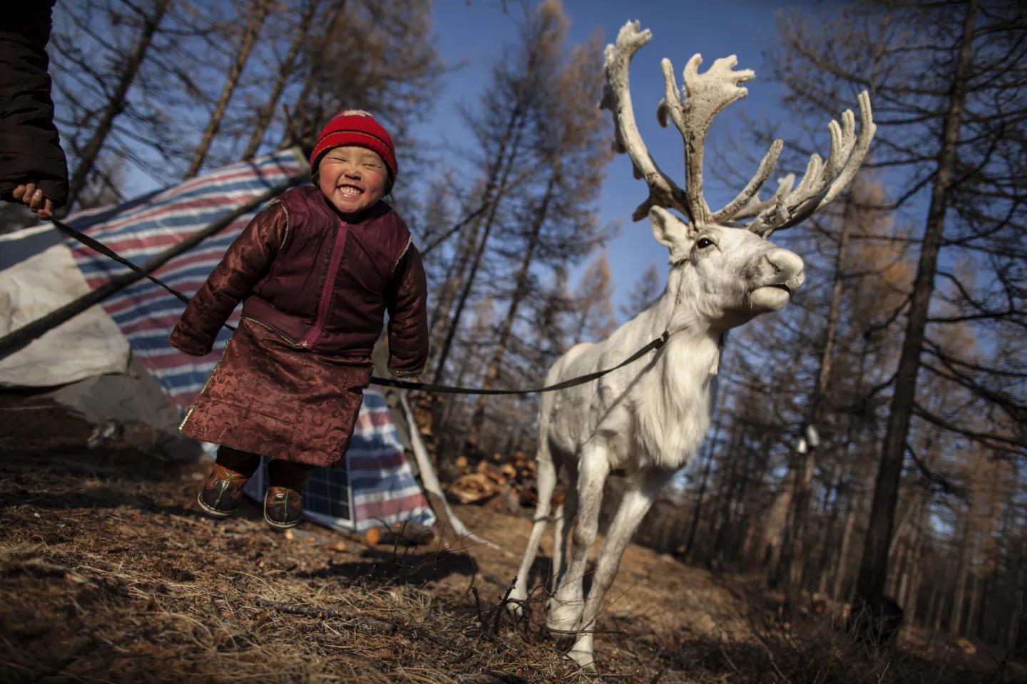 P. Otgonjargal, 4, smiles while jumping excitedly next to one of her family&rsquo;s reindeer in a remote area of the &lsquo;soum&rsquo; (district) of Tsagaannur, in the northern Kh&ouml;vsg&ouml;l &lsquo;Aimag&rsquo; (province).