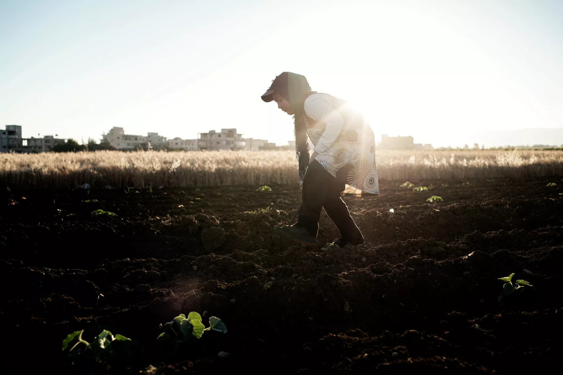 A girl picks crop in a field in the Bekaa Valley, Lebanon