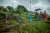 SHG Members walk through a farm to attend an SHG Meeting in Bandaguda village.