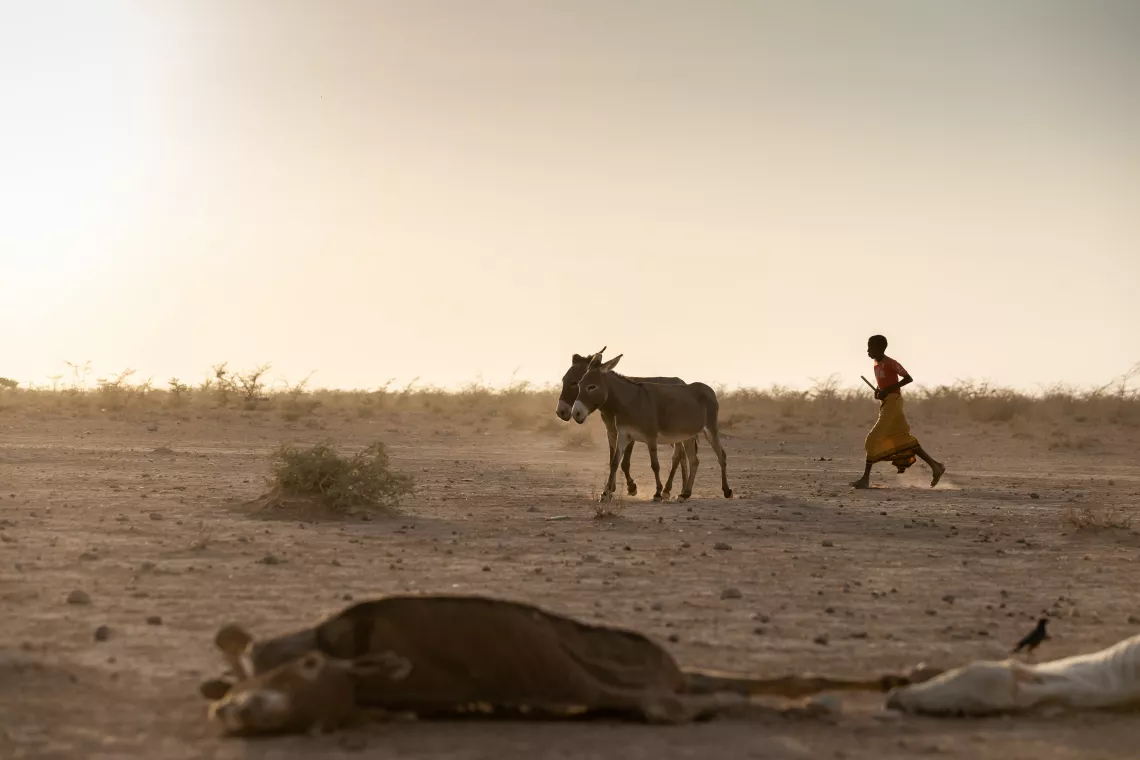 Abdurazak Mohammed, a sixth grader, takes his donkeys back home at dusk