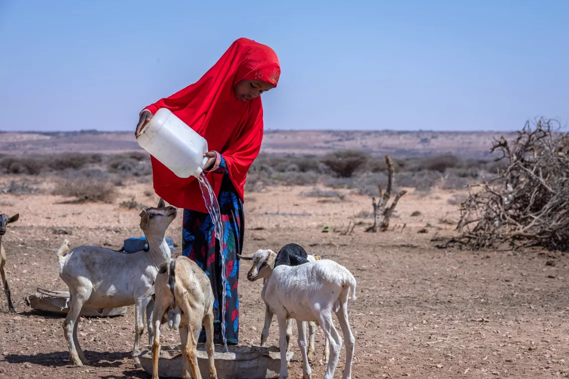 Fatuma pours water obtained from a solar-powered borehole for her baby goats in Puntland, Somalia. 