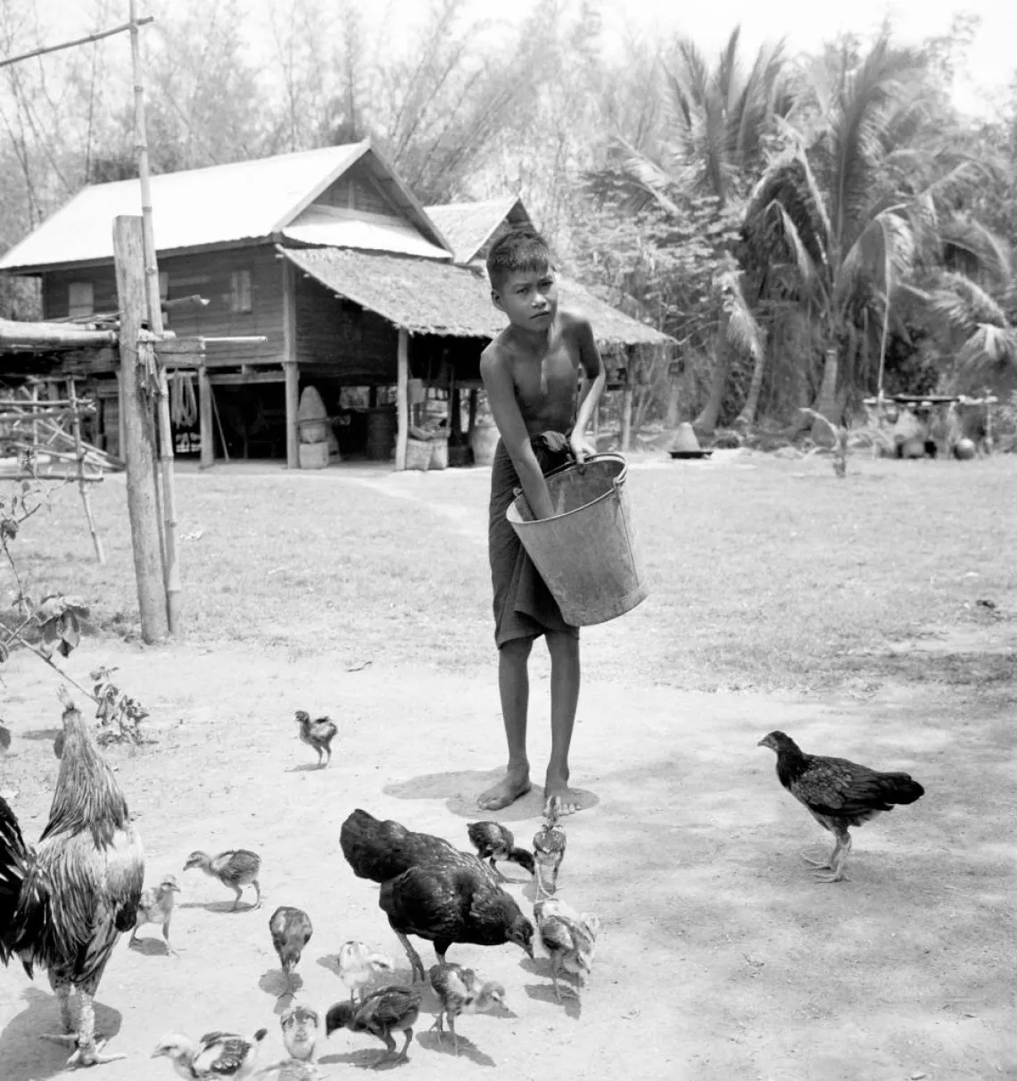 A boy feeds his family&rsquo;s chickens. Thailand, 1955.