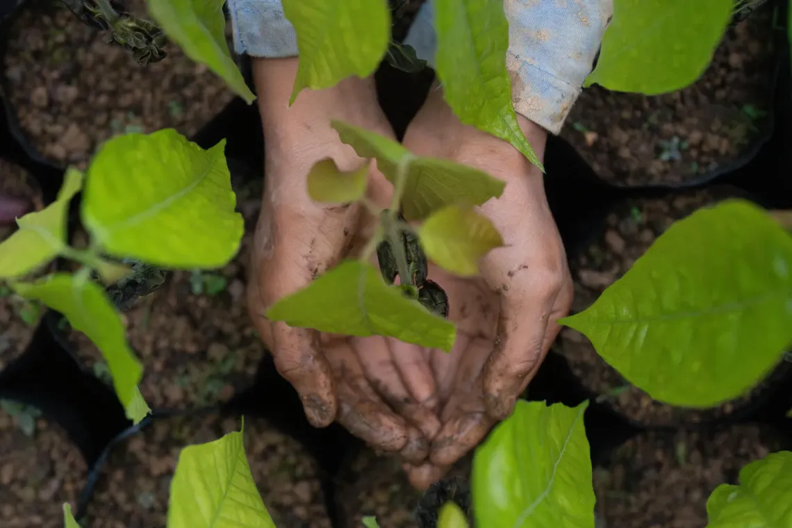 Peru. Hansel tends to plants in his family&rsquo;s nursery in Ayacucho.