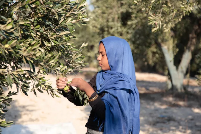 A Syrian girl works long hours picking olives. 