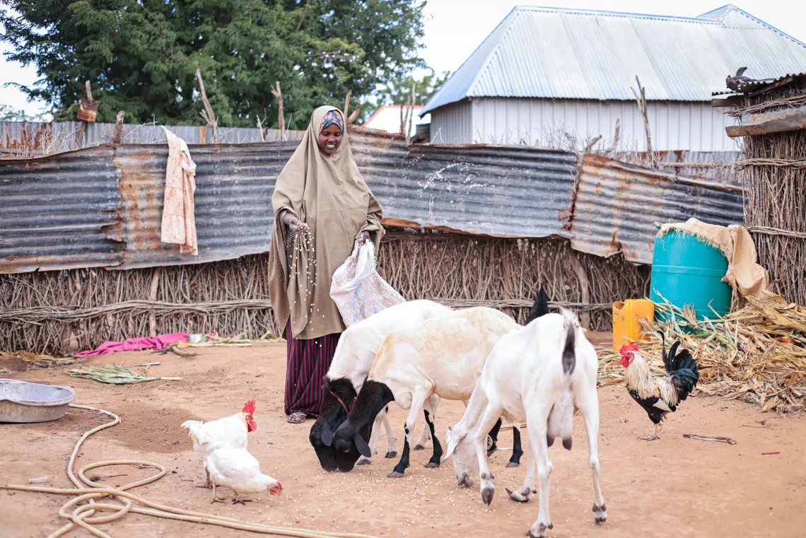 Jamaad feeds the goats she purchased with support from the cash assistance, providing milk and an important source of nutrition for her family.