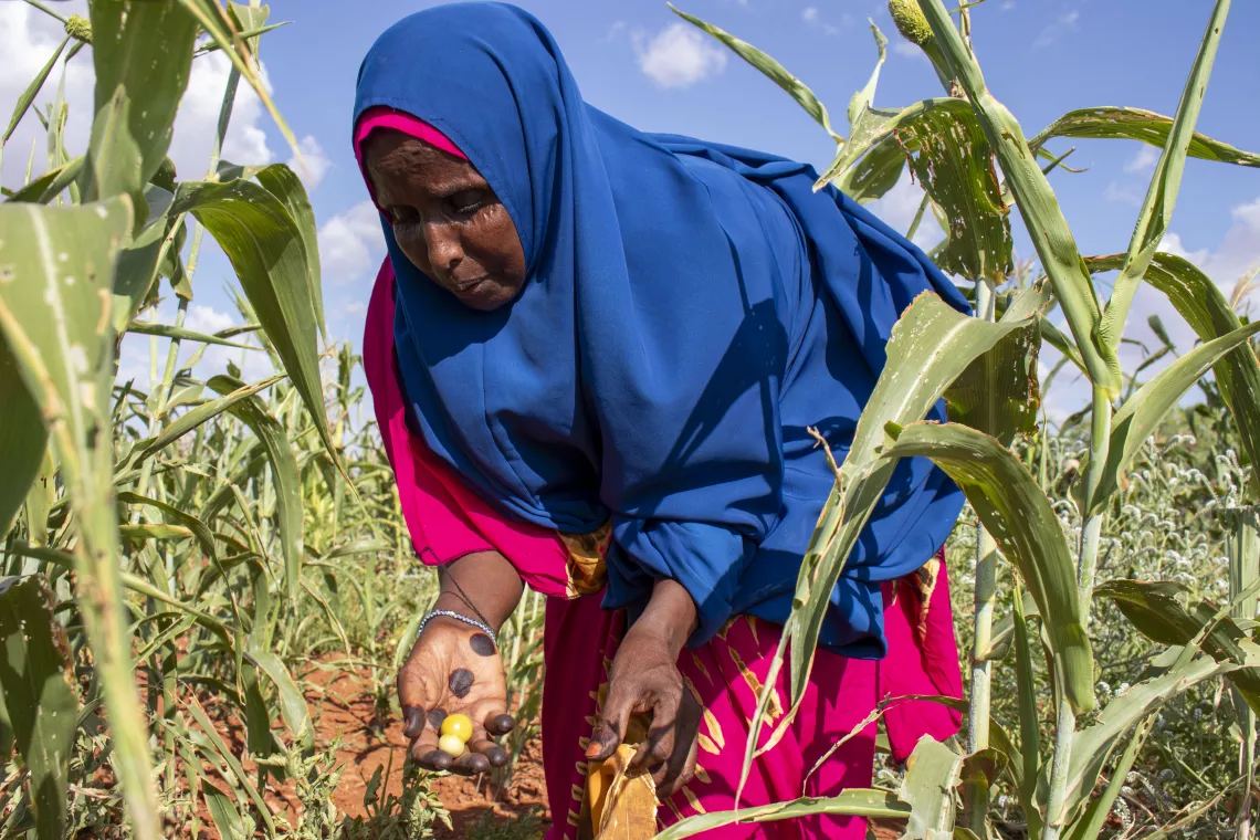 Fatuma checks on the tomatoes that she is growing in her farm.