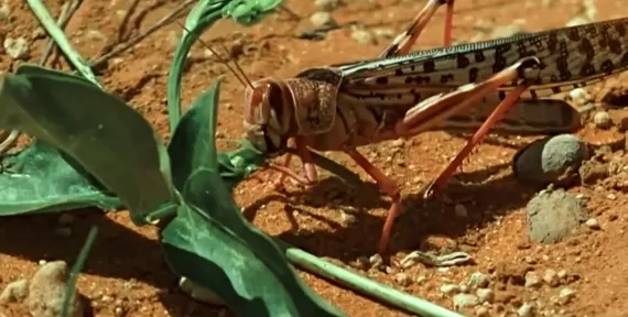 Locust on Dahir's farm.