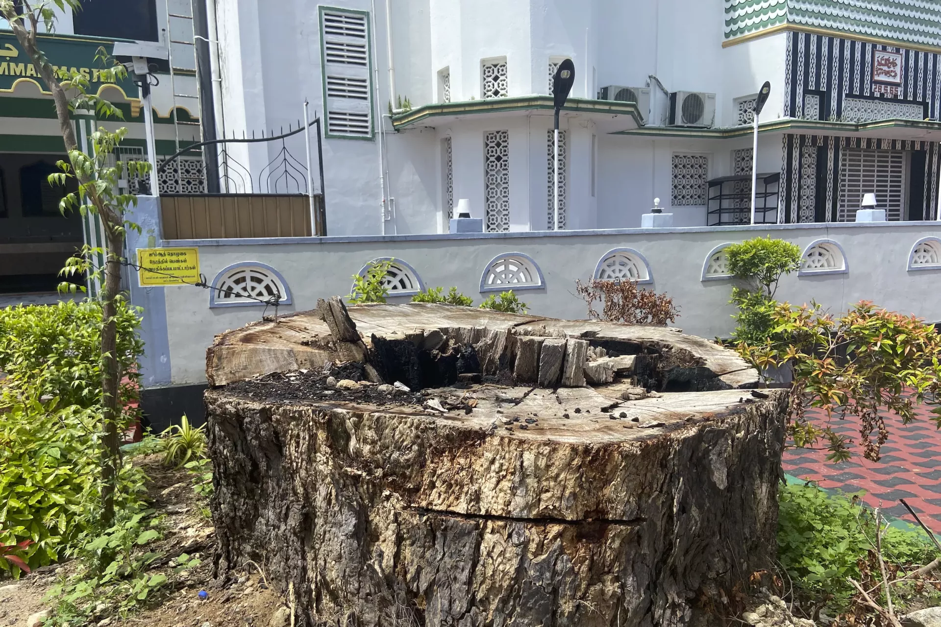 Lebbeck tree