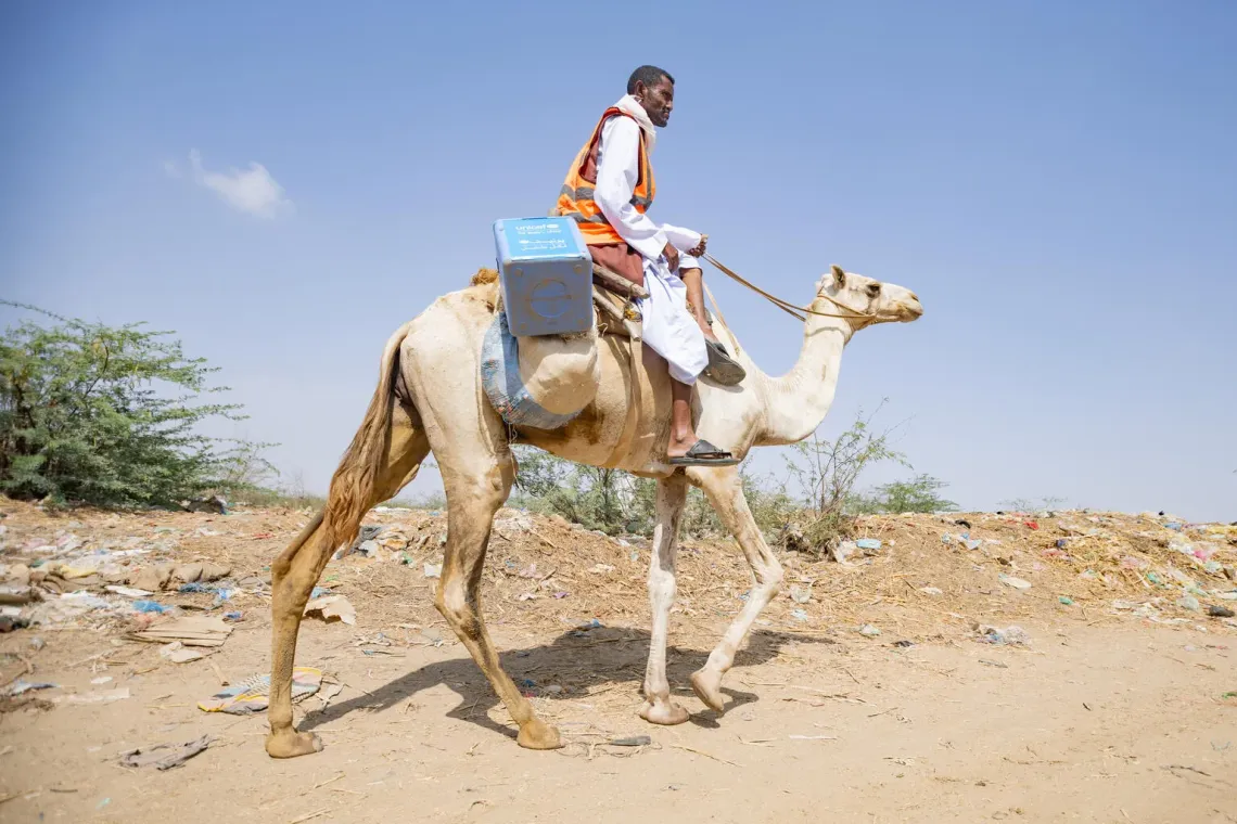 A vaccinator ride a camel with a vaccine carrier to a remote place in Red Sea State. 