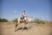 A vaccinator and health worker, travels from the remote Agig, in the Red Sea State to reach children for the door-to-door polio vaccination campaign riding his camel.