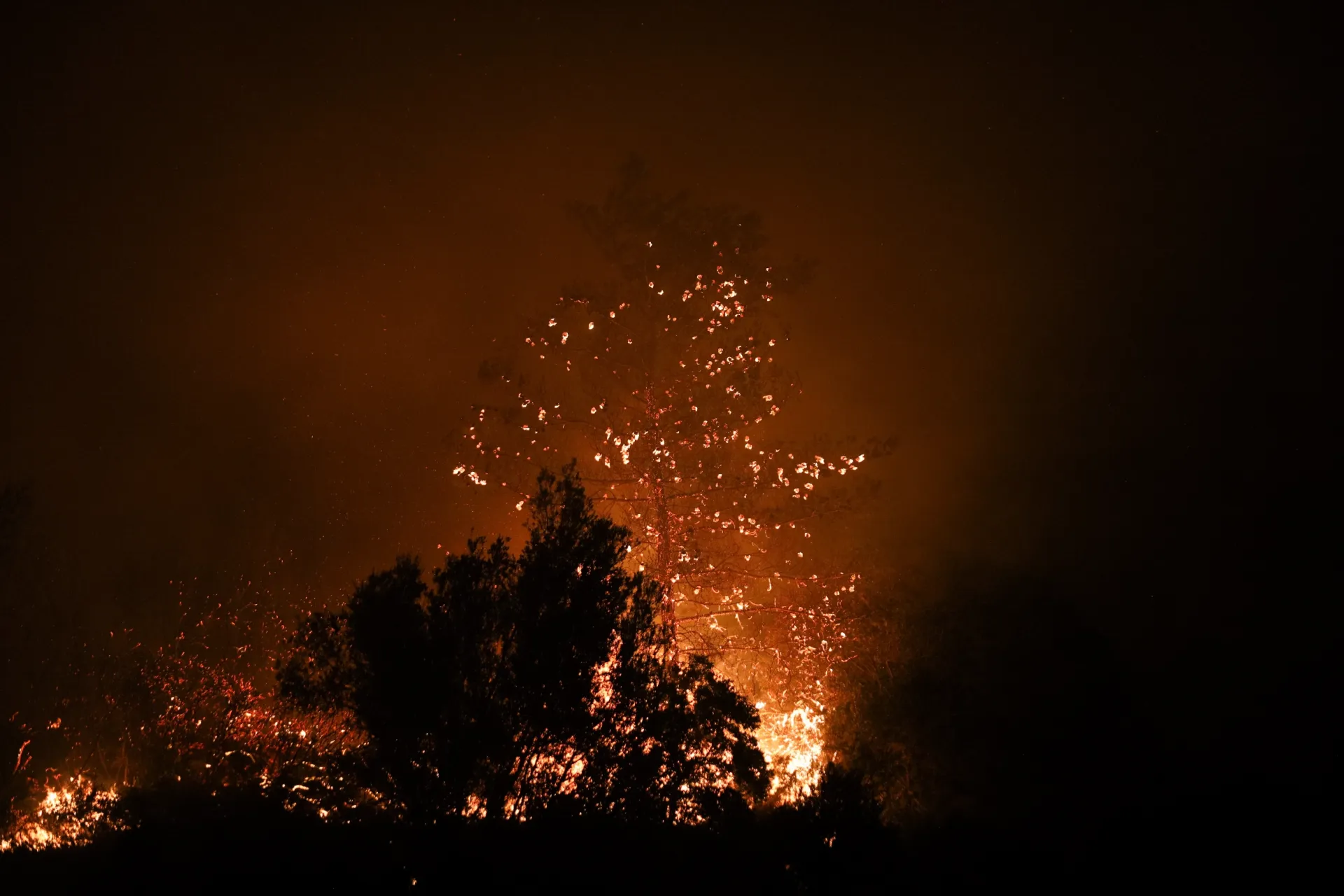 A forest wildfire burns through trees at night, with bright orange flames and glowing embers lighting the dark sky.