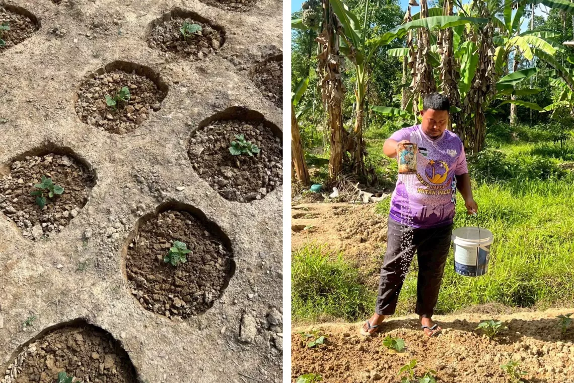 Split image showing young plants growing in circular soil beds on the left, and a man watering them using a can and bucket in a green garden on the right.
