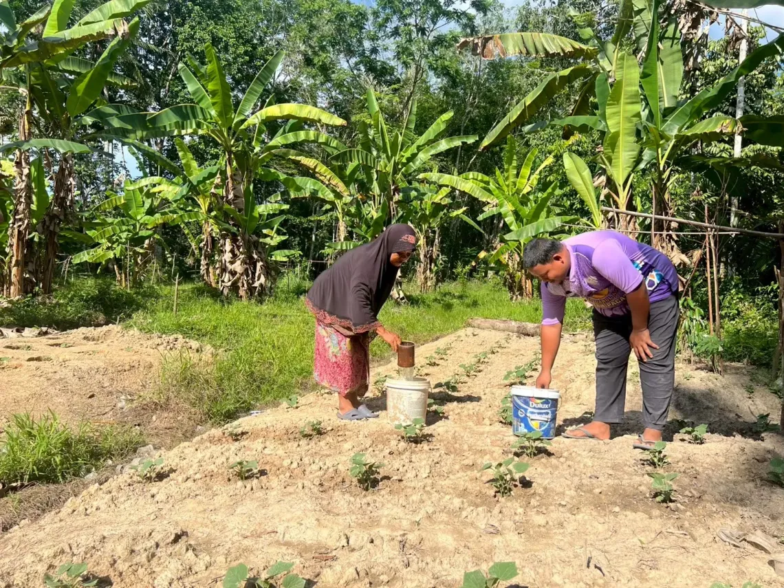 A woman and a man tending to young plants in a garden surrounded by banana trees, using buckets to water or fertilize the soil.