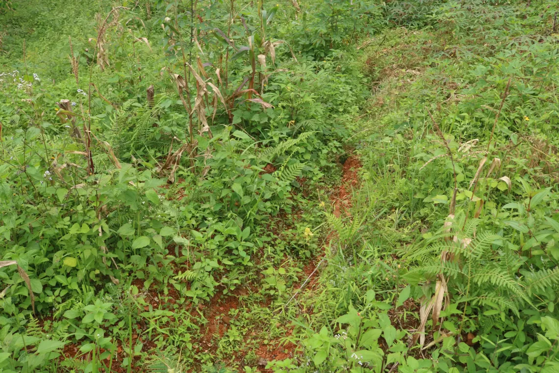 Terraces that made by the community members in Lismori of Madabeno Village. Now has been used by the field owner to grow the agriculture plants. 