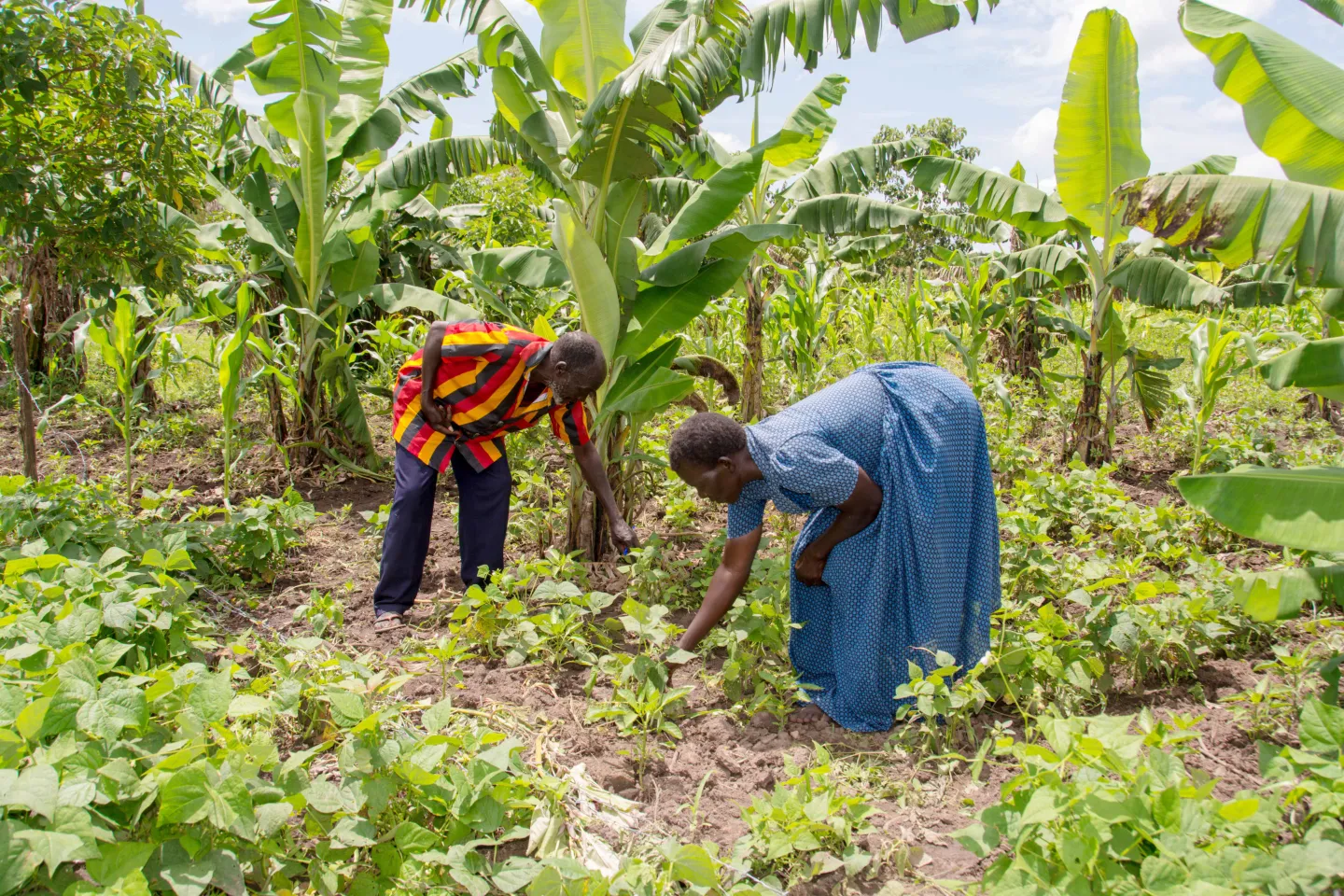 farming, kitchen gardens, nutrition, nutritious meals, malnutrition, health, Kole, European Union, DINU
