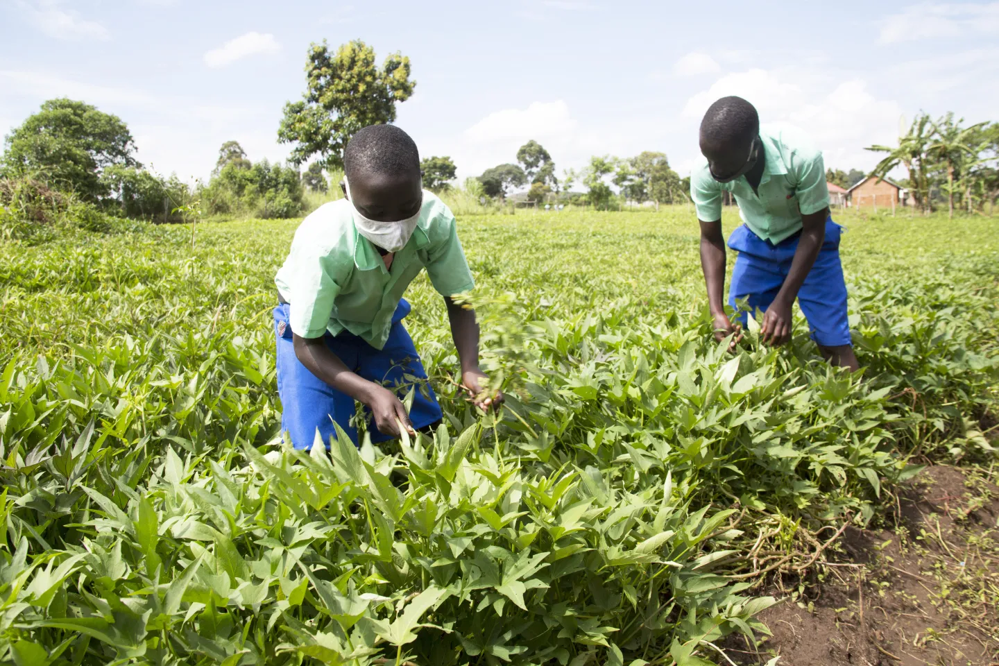 school feeding, nutrition, covid-19, covid19, DINU, European Union, Uganda, school children