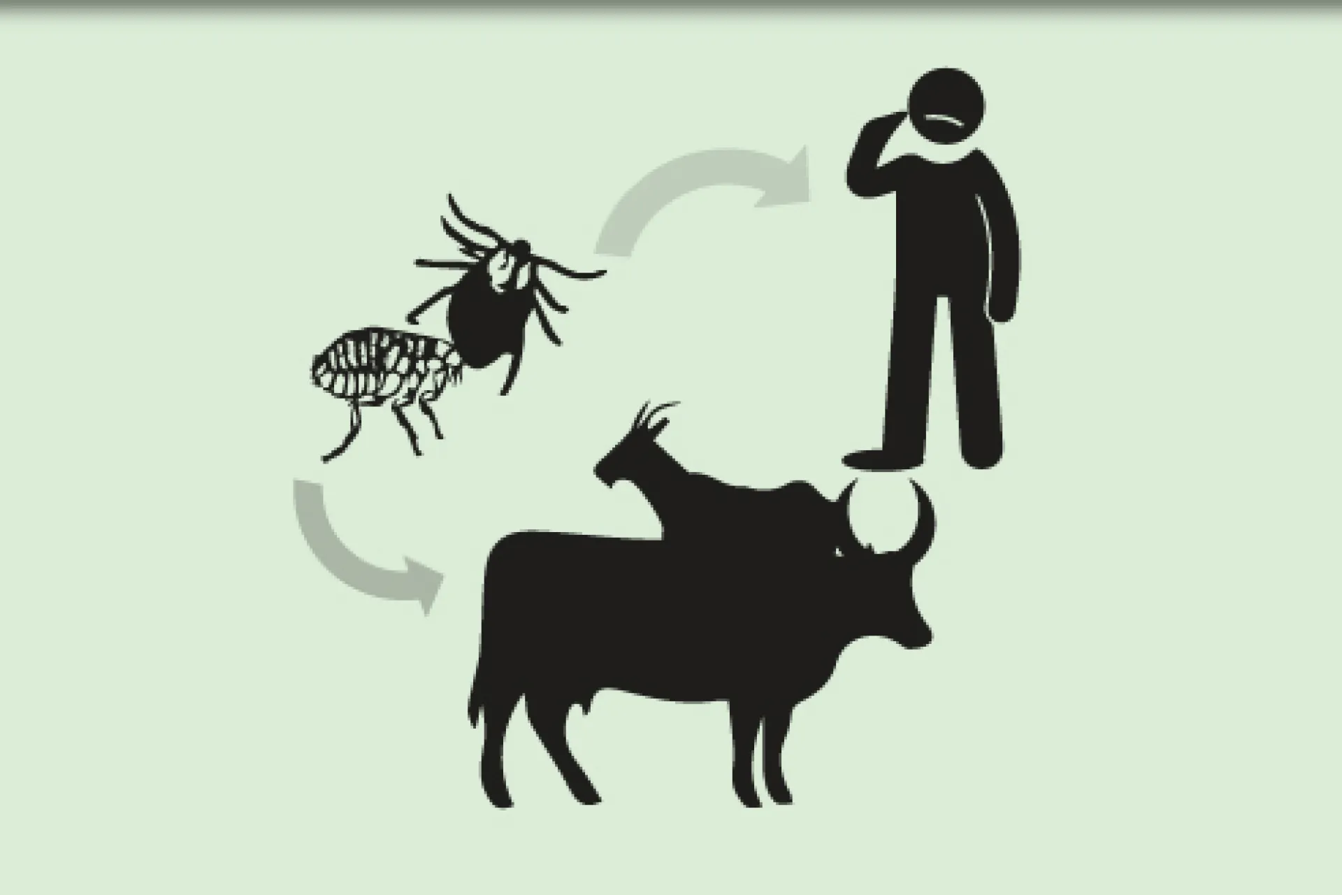 Crimean-Congo Hemorrhagic Fever