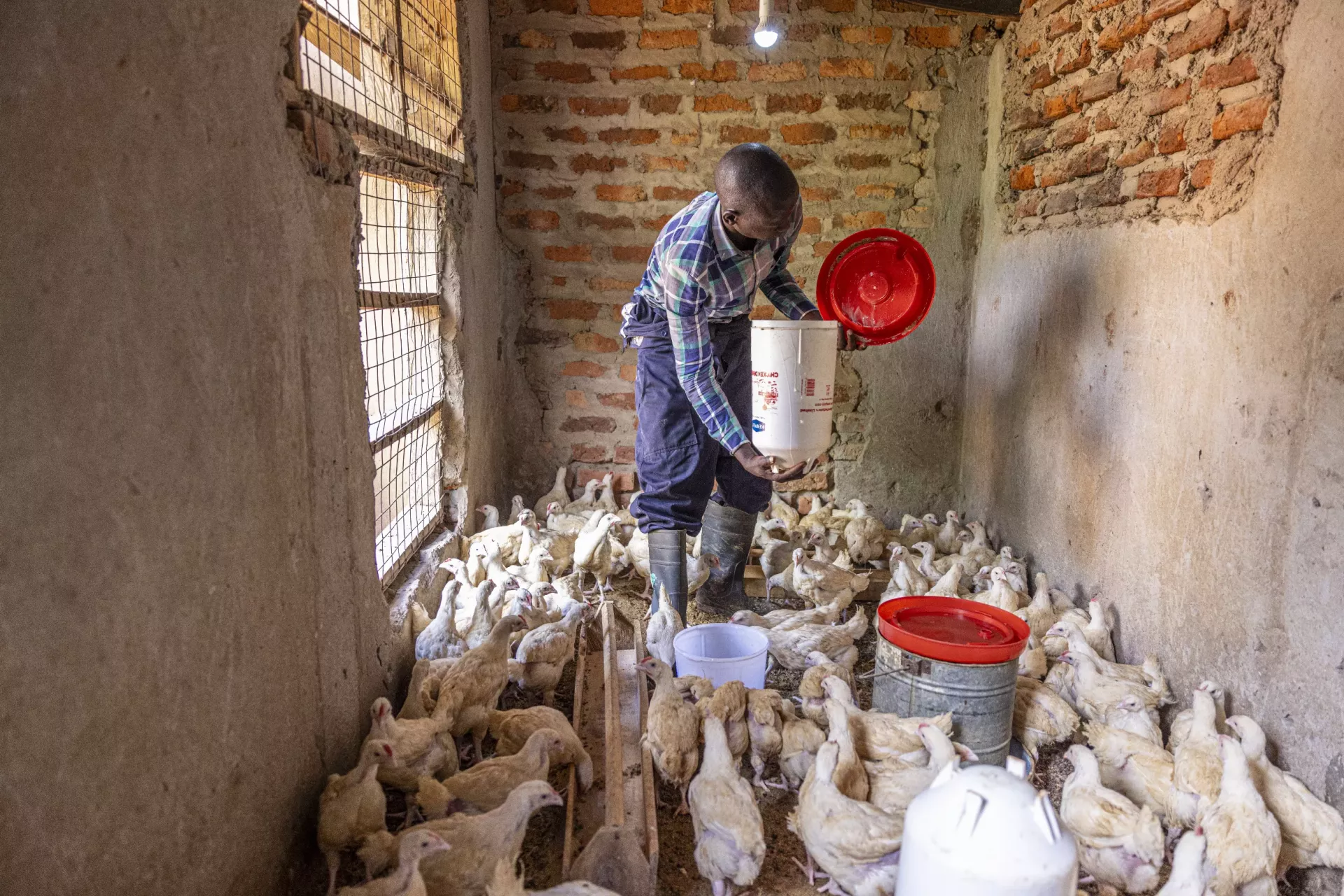 24-year-old Yonah Namayo tends chickens at Naluwoli Village, Butansi Sub-county, Kamuli District, 8 May 2025. 