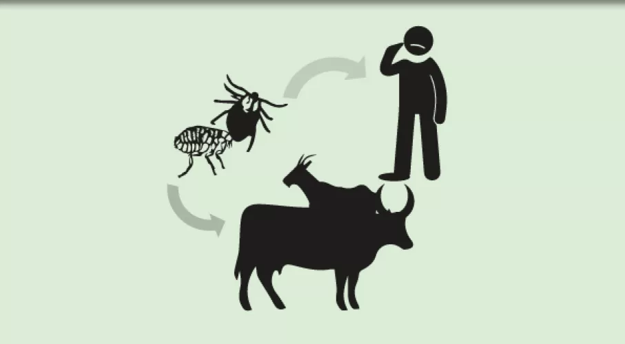 Crimean-Congo Hemorrhagic Fever