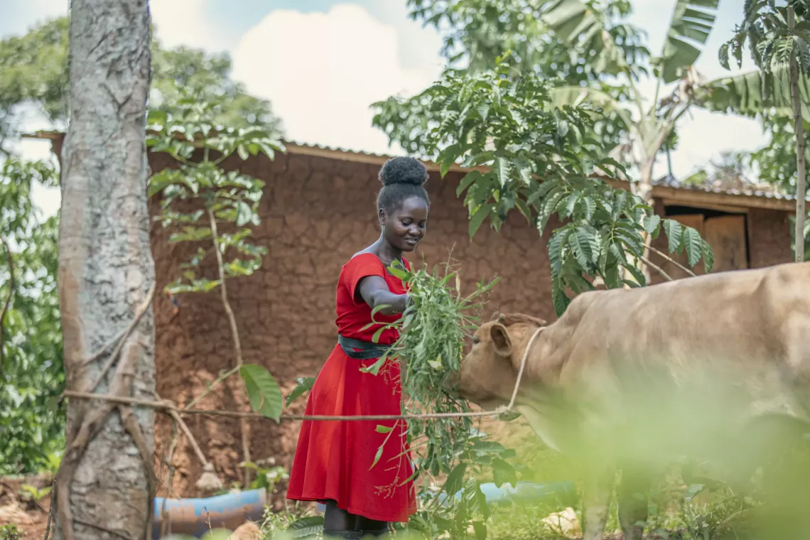 Prossy feeds her bull, Kayaayi, at Nankandulo Village, Magogo Sub-county, Kamuli District, 8 May 2025. 